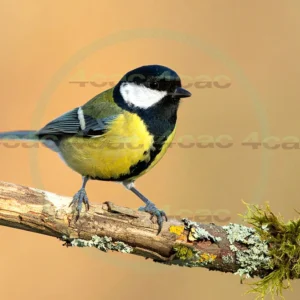 4cP013096AI生成素材