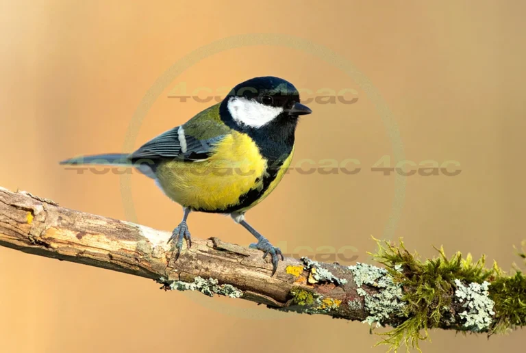 4cP013096AI生成素材