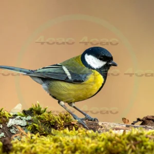 4cP013097AI生成素材