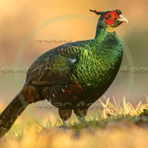 4cP013098AI生成素材