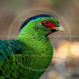 4cP013099AI生成素材