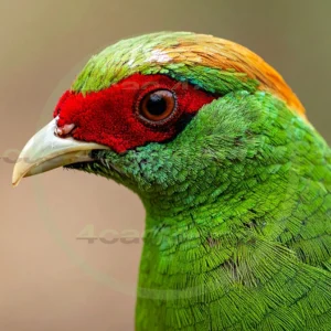 4cP013100AI生成素材