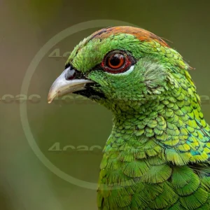 4cP013101AI生成素材