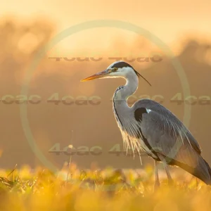 4cP013102AI生成素材