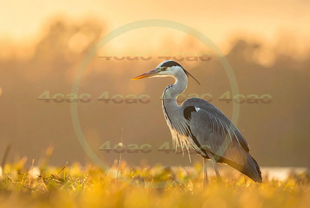 4cP013102AI生成素材