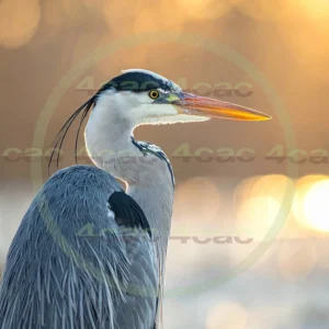 4cP013103AI生成素材