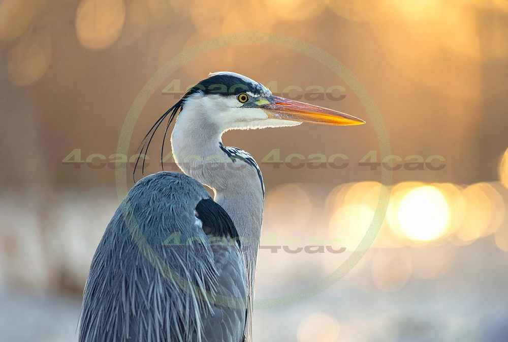 4cP013103AI生成素材