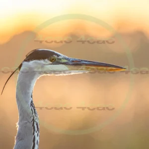 4cP013104AI生成素材