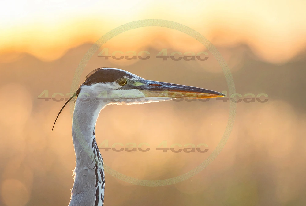 4cP013104AI生成素材