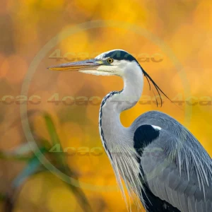 4cP013105AI生成素材