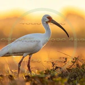 4cP013108AI生成素材