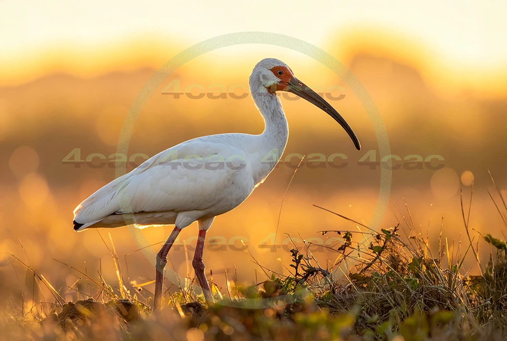 4cP013108AI生成素材