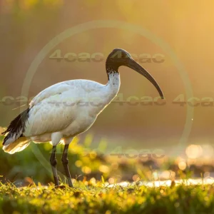 4cP013109AI生成素材