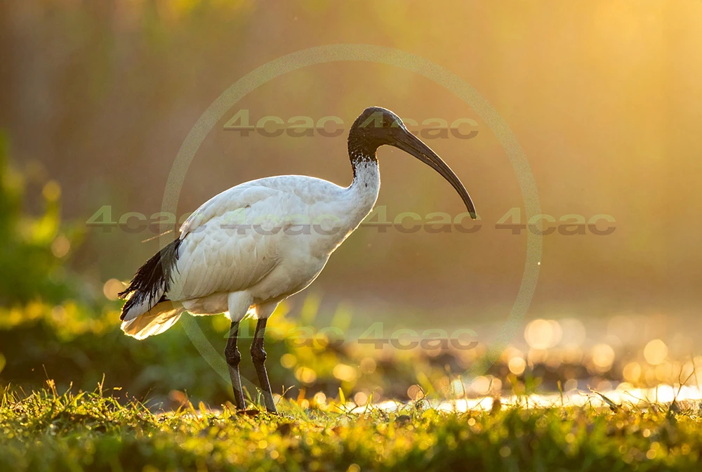 4cP013109AI生成素材