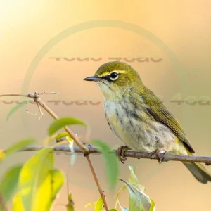 4cP013110AI生成素材