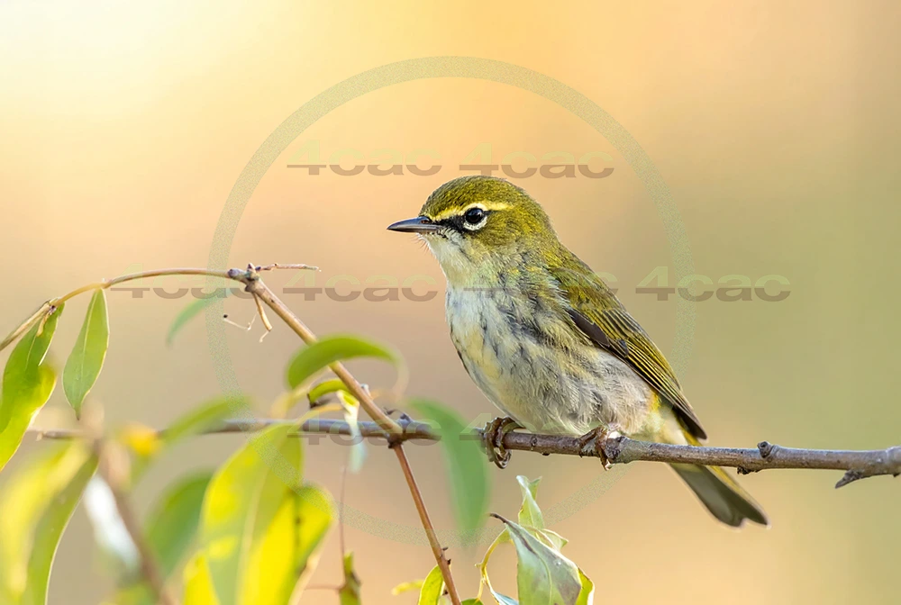 4cP013110AI生成素材