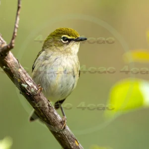 4cP013111AI生成素材