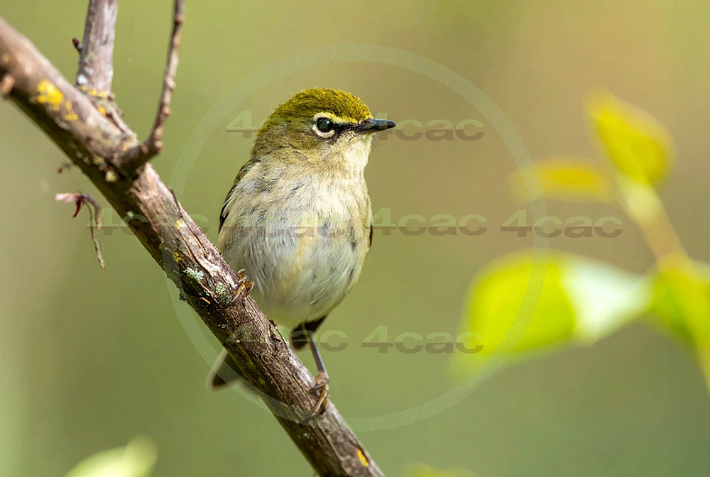 4cP013111AI生成素材