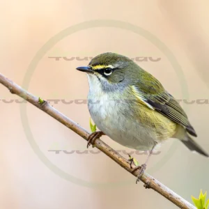 4cP013112AI生成素材