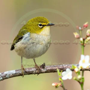 4cP013113AI生成素材