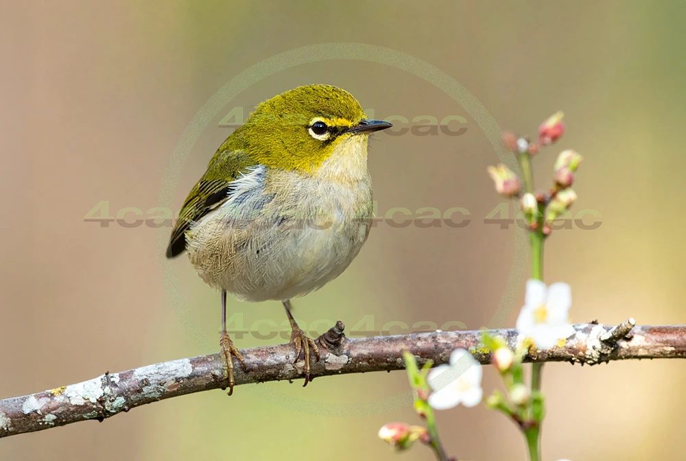 4cP013113AI生成素材