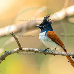 4cP013114AI生成素材