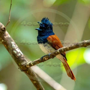 4cP013115AI生成素材