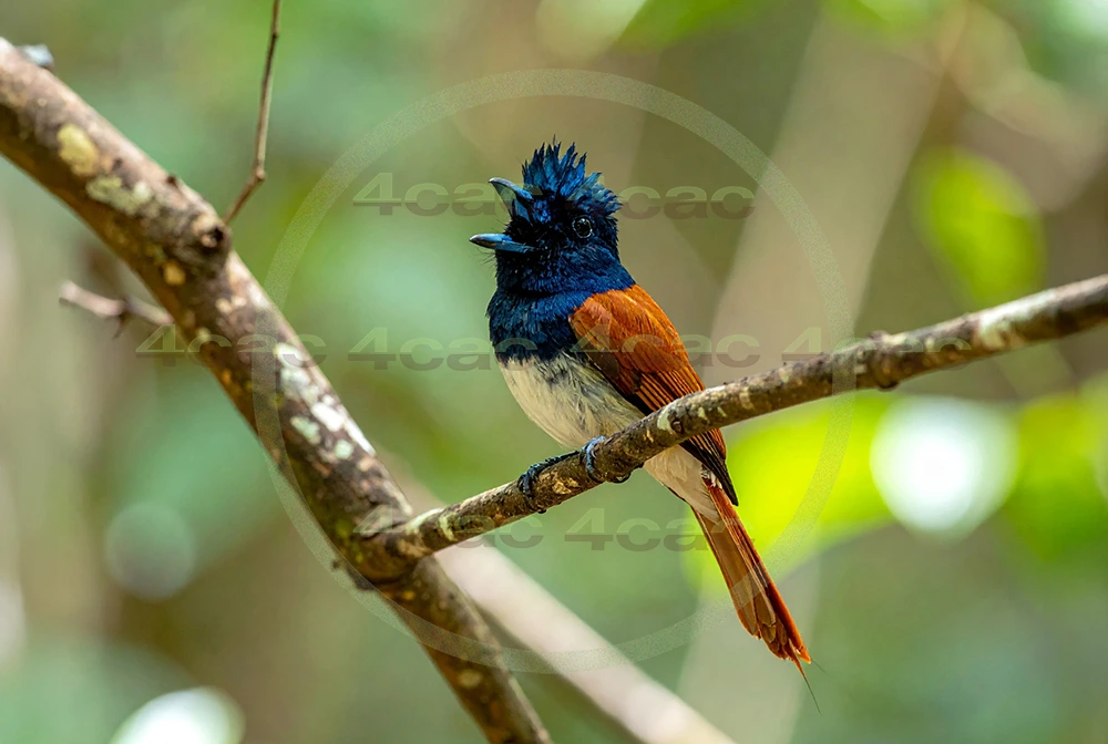 4cP013115AI生成素材