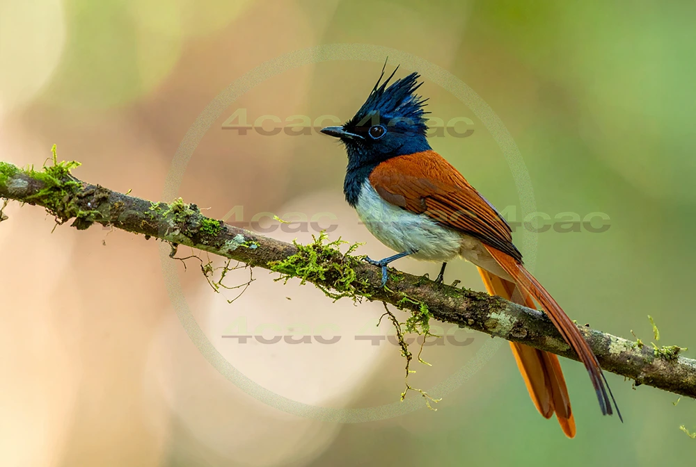 4cP013116AI生成素材