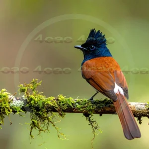 4cP013117AI生成素材