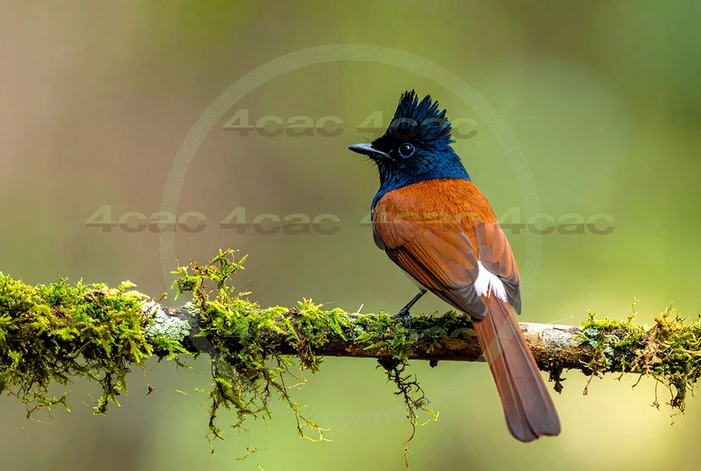 4cP013117AI生成素材