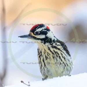 4cP013118AI生成素材