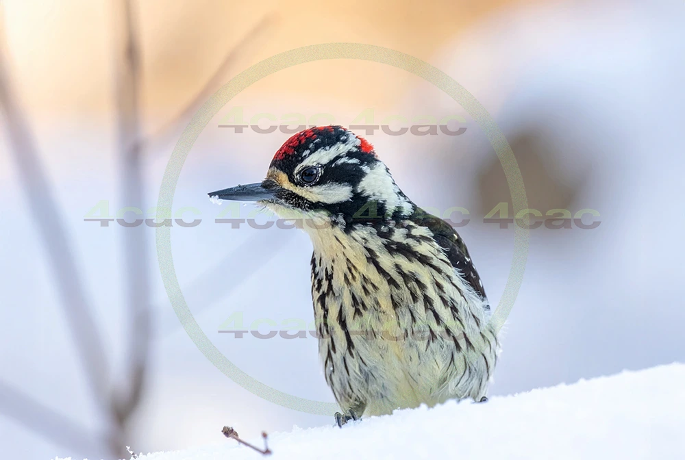 4cP013118AI生成素材