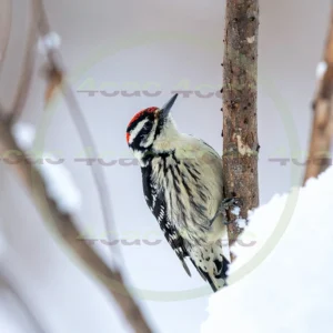 4cP013119AI生成素材