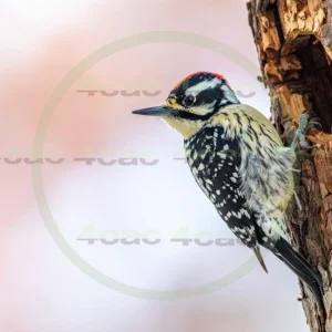 4cP013120AI生成素材