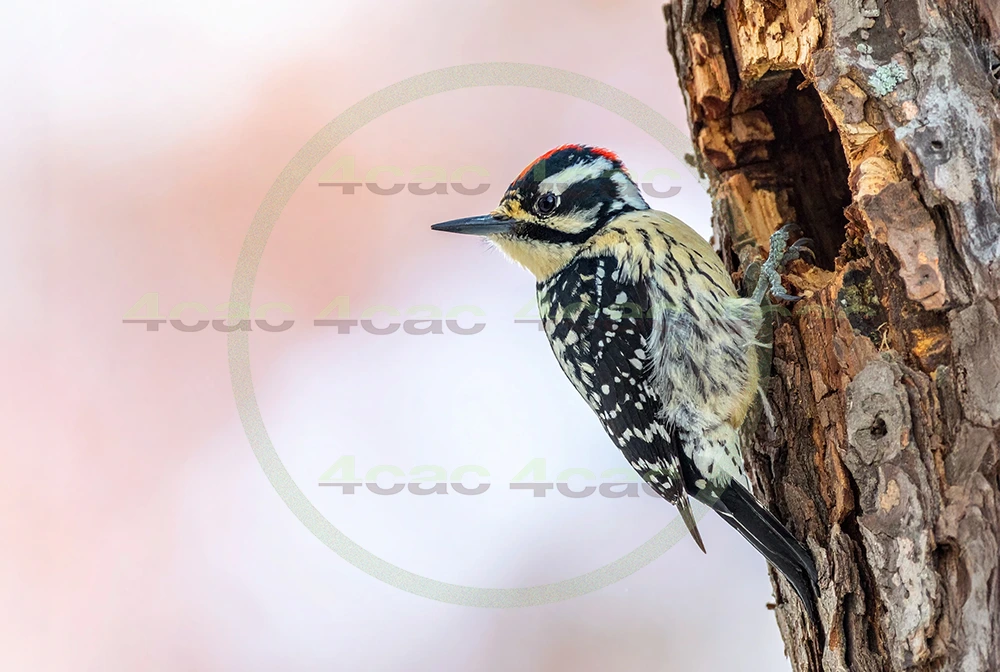 4cP013120AI生成素材