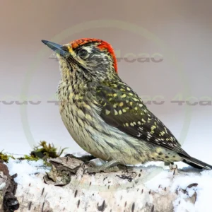 4cP013121AI生成素材