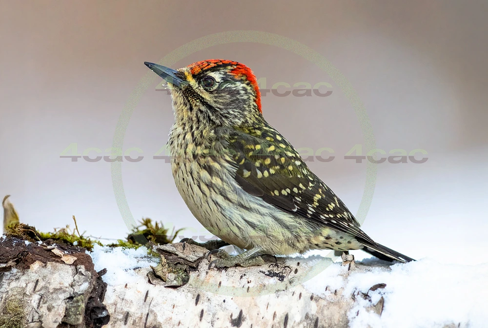 4cP013121AI生成素材