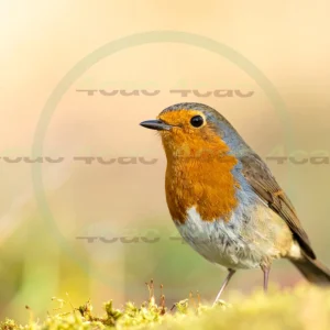 4cP013122AI生成素材