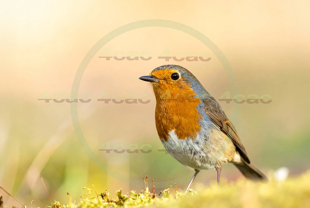 4cP013122AI生成素材