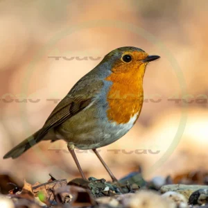 4cP013123AI生成素材