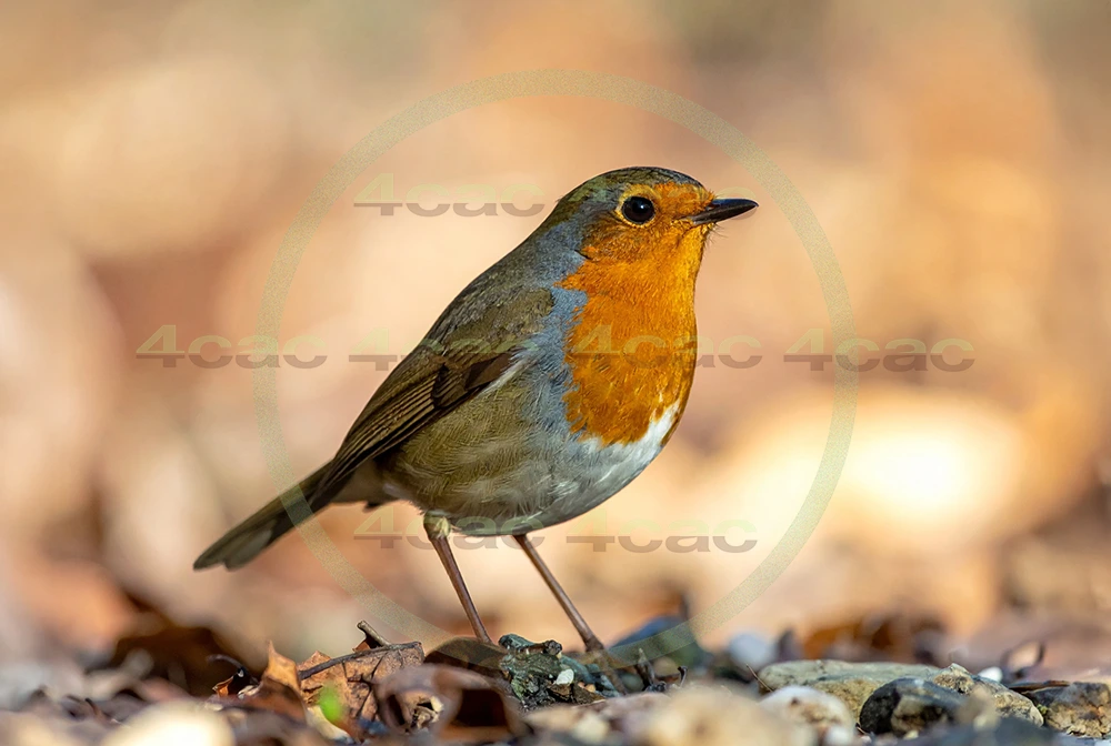 4cP013123AI生成素材