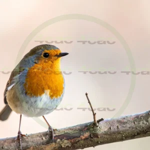 4cP013124AI生成素材