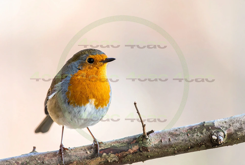 4cP013124AI生成素材