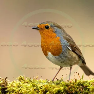 4cP013125AI生成素材