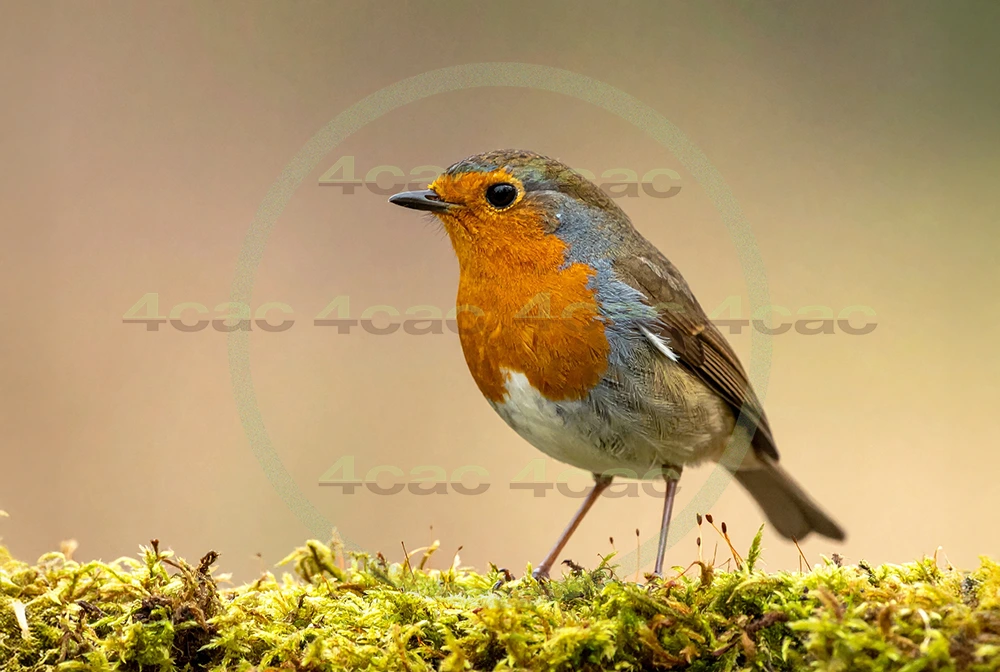 4cP013125AI生成素材