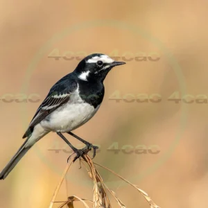 4cP013126AI生成素材