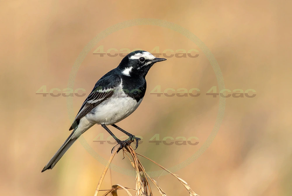 4cP013126AI生成素材