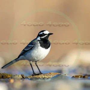 4cP013127AI生成素材