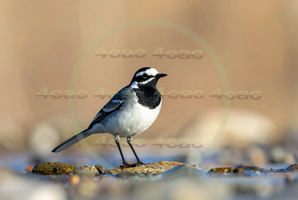 4cP013127AI生成素材